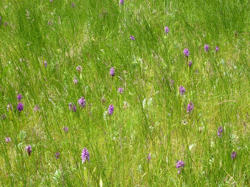 Southern Marsh Orchids at Loggan's Moor Nature Reserve (Hayle) | Carol's Cornwall - Nature Reserves